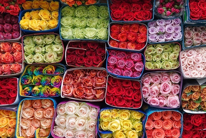 گل رز عمده تهران